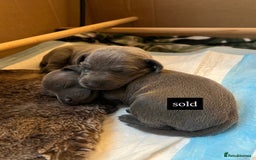 Italian Greyhound dogs for sale: 1 Italian Greyhound Puppy Girl / Bitch For Sale! - Image 1