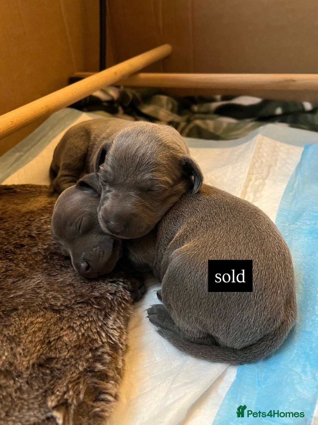 Italian Greyhound dogs for sale: 1 Italian Greyhound Puppy Girl / Bitch For Sale! - Image 1