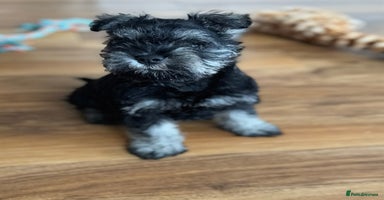 Miniature Schnauzer dogs - Advert 11