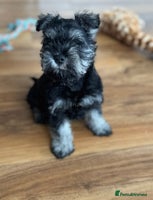 Miniature Schnauzer dogs - Advert 2