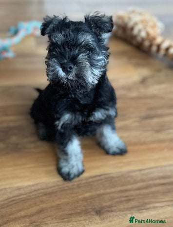 Miniature Schnauzer dogs - Advert 10