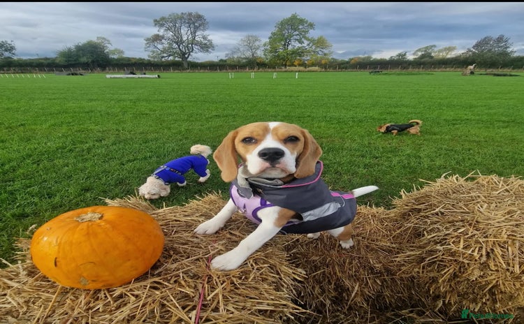 Beagle dogs Lexi  - Advert 1