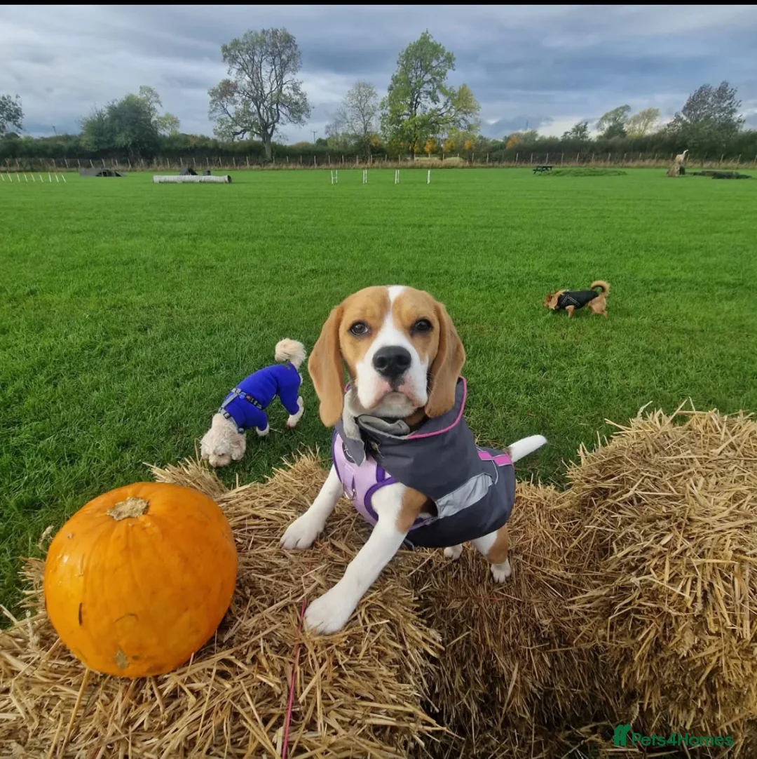 Beagle dogs for sale: Lexi  - Advert 1