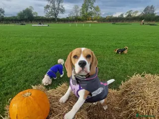 Beagle dogs Lexi - Advert 1