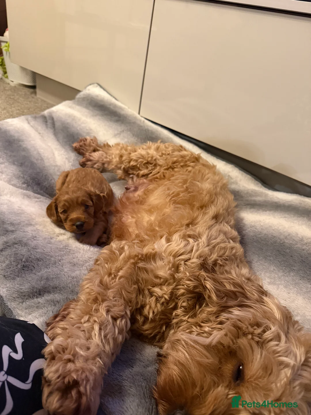 Cockapoo dogs for sale: F1 B cockapoo Puppy female  - Advert 11