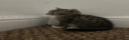Abyssinian cats for sale: Kitten for sale - Advert 14