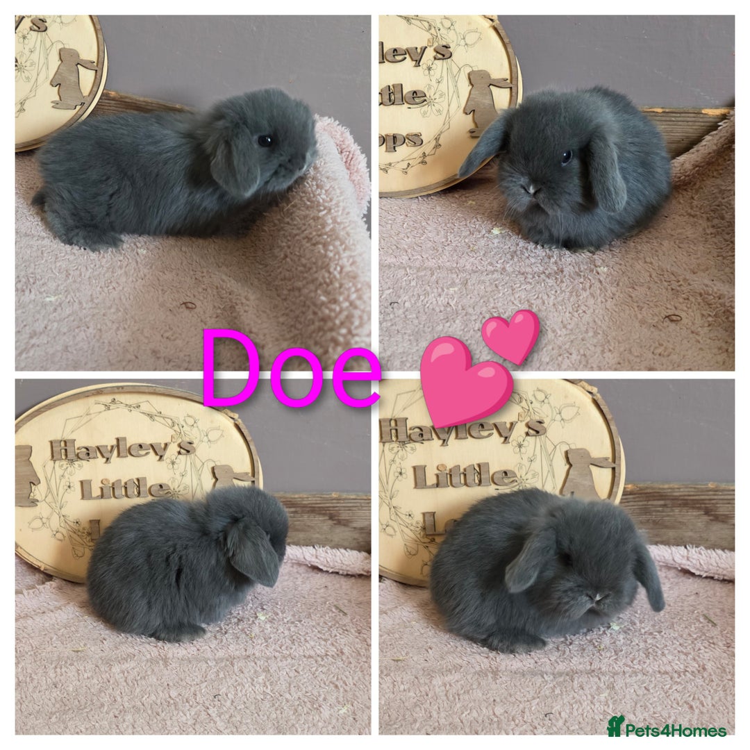 Mini Lop rabbits for sale: Gorgeous pure breed mini lops  - Advert 1