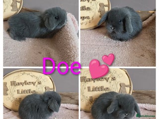 Mini Lop rabbits Gorgeous pure breed mini lops - Advert 1