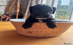 Cockapoo dogs for sale: Last Male fantastic champion line 20 combined  - Image 2