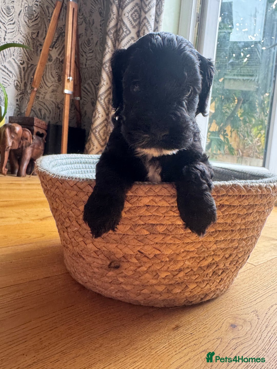 Cockapoo dogs for sale: Last Male fantastic champion line 20 combined  - Image 2