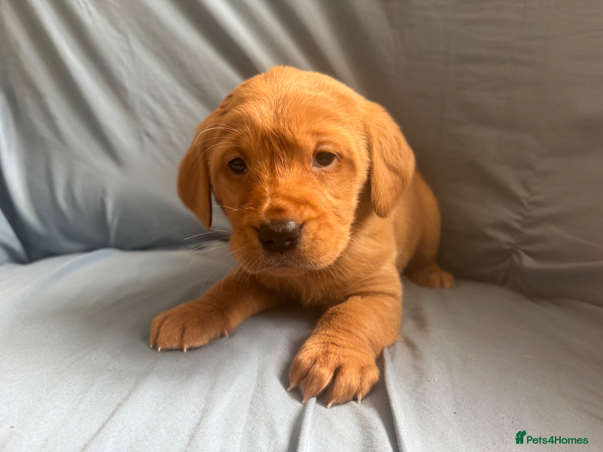 Goldador dogs Fox Red Golden Retriever X Labrador pups 🧡 - Advert 1