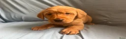Goldador dogs for sale: READY! Fox Red Golden Retriever X Labrador pups 🧡 - Advert 4