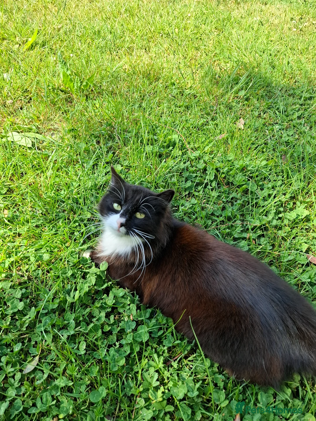 Mixed Breed cats for sale: Very affectionate black and white female cat. - Advert 1