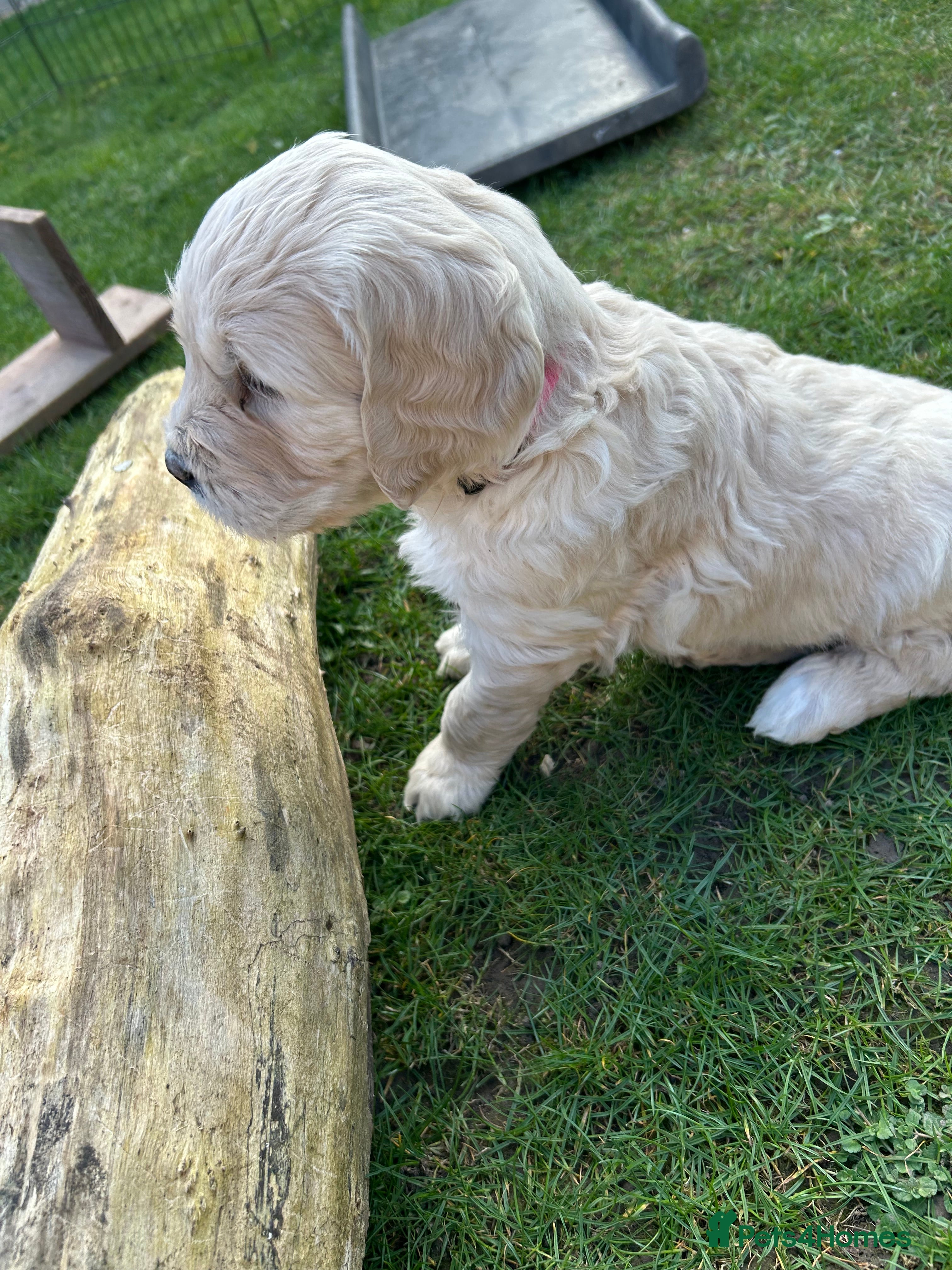Goldendoodle dogs Gorgeous Golden Doodle Puppies  - Advert 1