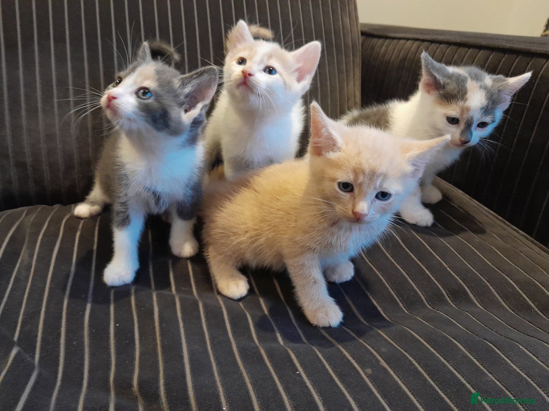 Mixed Breed cats for sale: Beautifully marked kittens  - Image 8