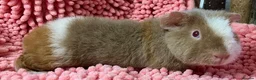 Guinea Pig rodents for sale: Gorgeous pair of Teddy boys/boars/males - Advert 13