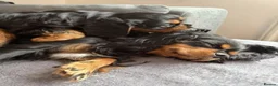 Cavalier King Charles Spaniel dogs for sale: STUNNING HEALTH CHECKED DNA TESTED PUPPIES  - Advert 1