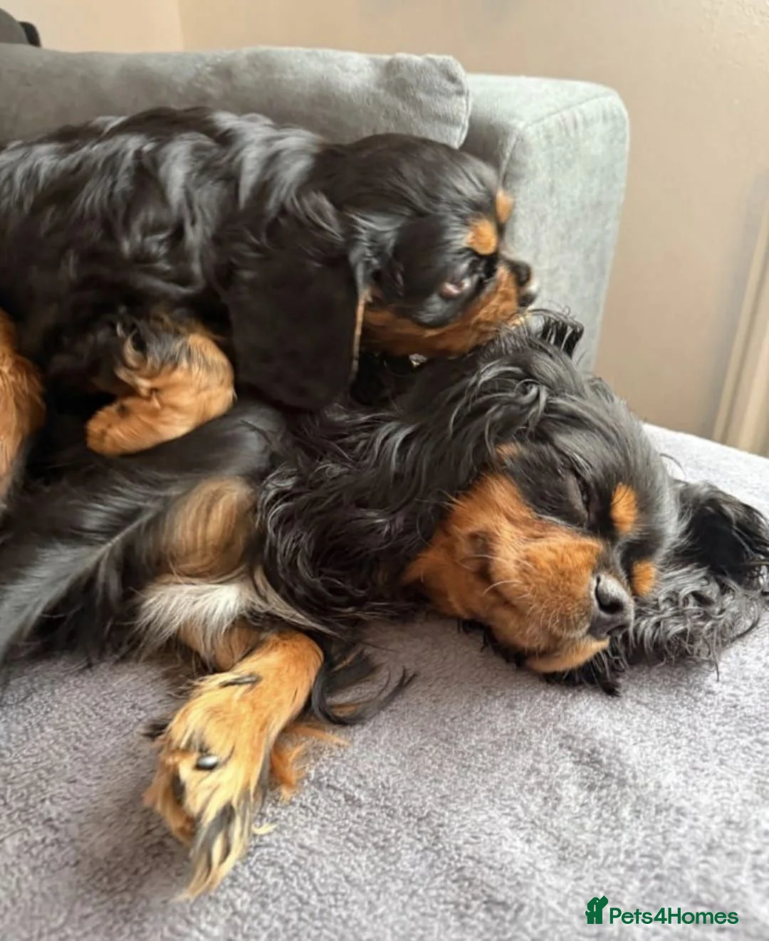 Cavalier King Charles Spaniel dogs for sale: STUNNING HEALTH CHECKED DNA TESTED PUPPIES  - Advert 1