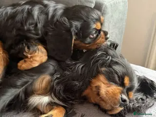 Cavalier King Charles Spaniel dogs STUNNING HEALTH CHECKED DNA TESTED PUPPIES - Advert 12