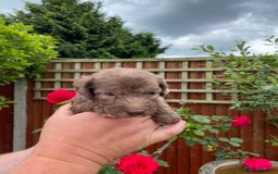Bedlington Terrier dogs for sale: Bedlington Terrier puppies for sale in Hertford - Image 14