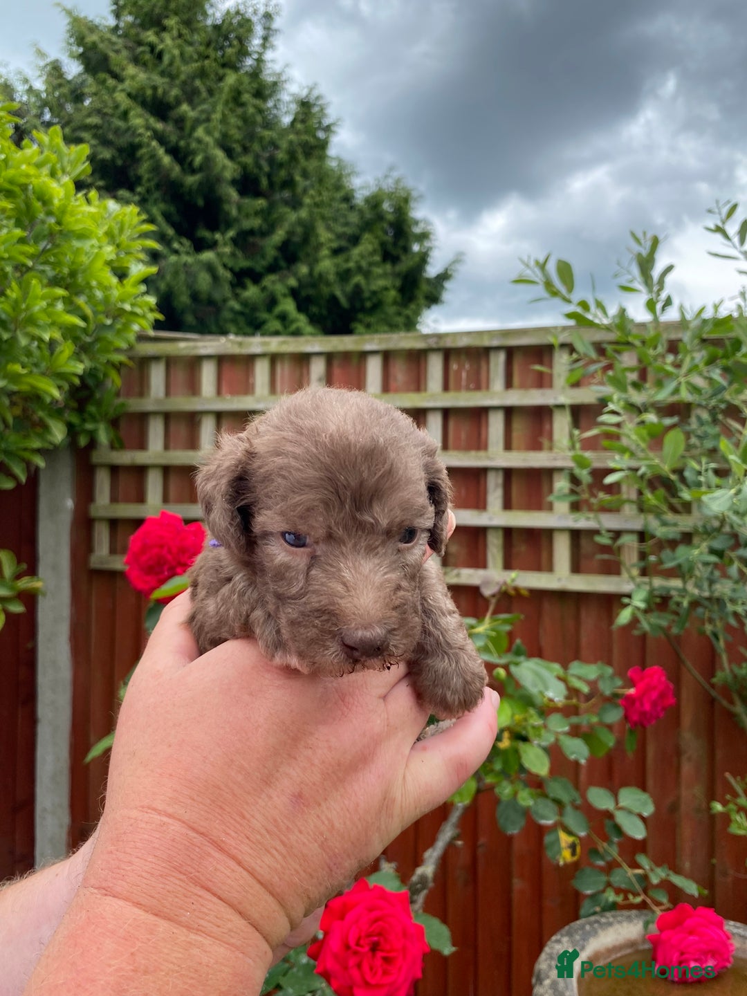Bedlington Terrier dogs for sale: Bedlington Terrier puppies for sale in Hertford - Image 14