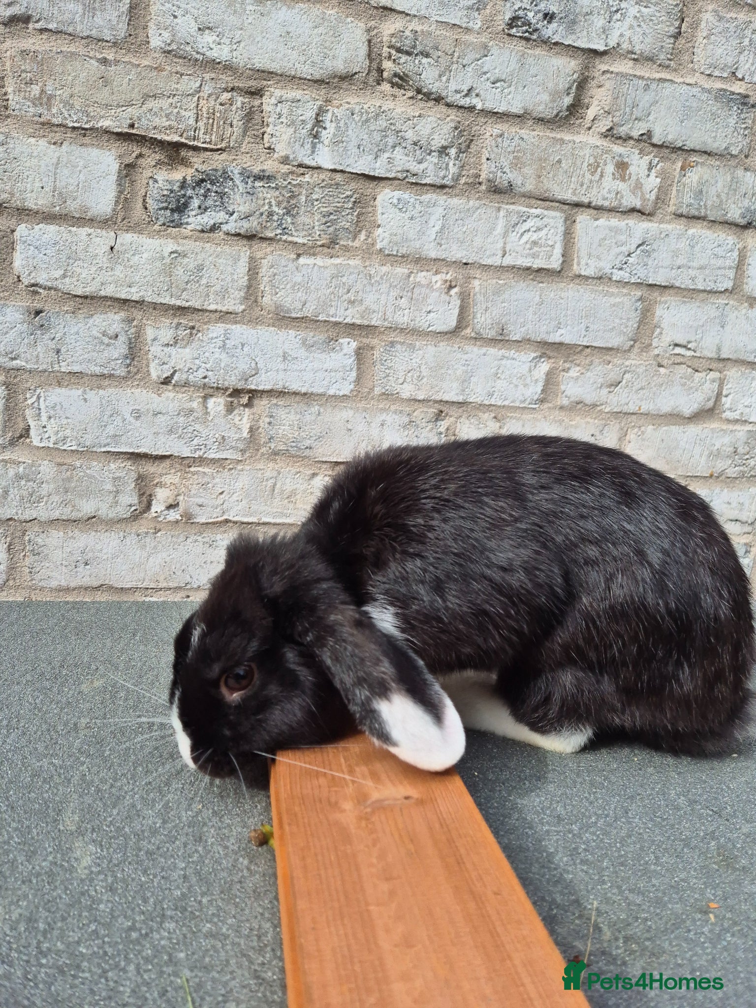 Mini Lop rabbits Male mini lop mixed breeds rabbit for sale - Advert 2