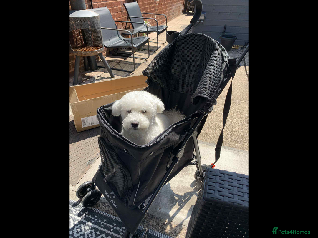 Bichon Frise dogs for stud: Bichon frise for stud  in Atherstone - Image 13