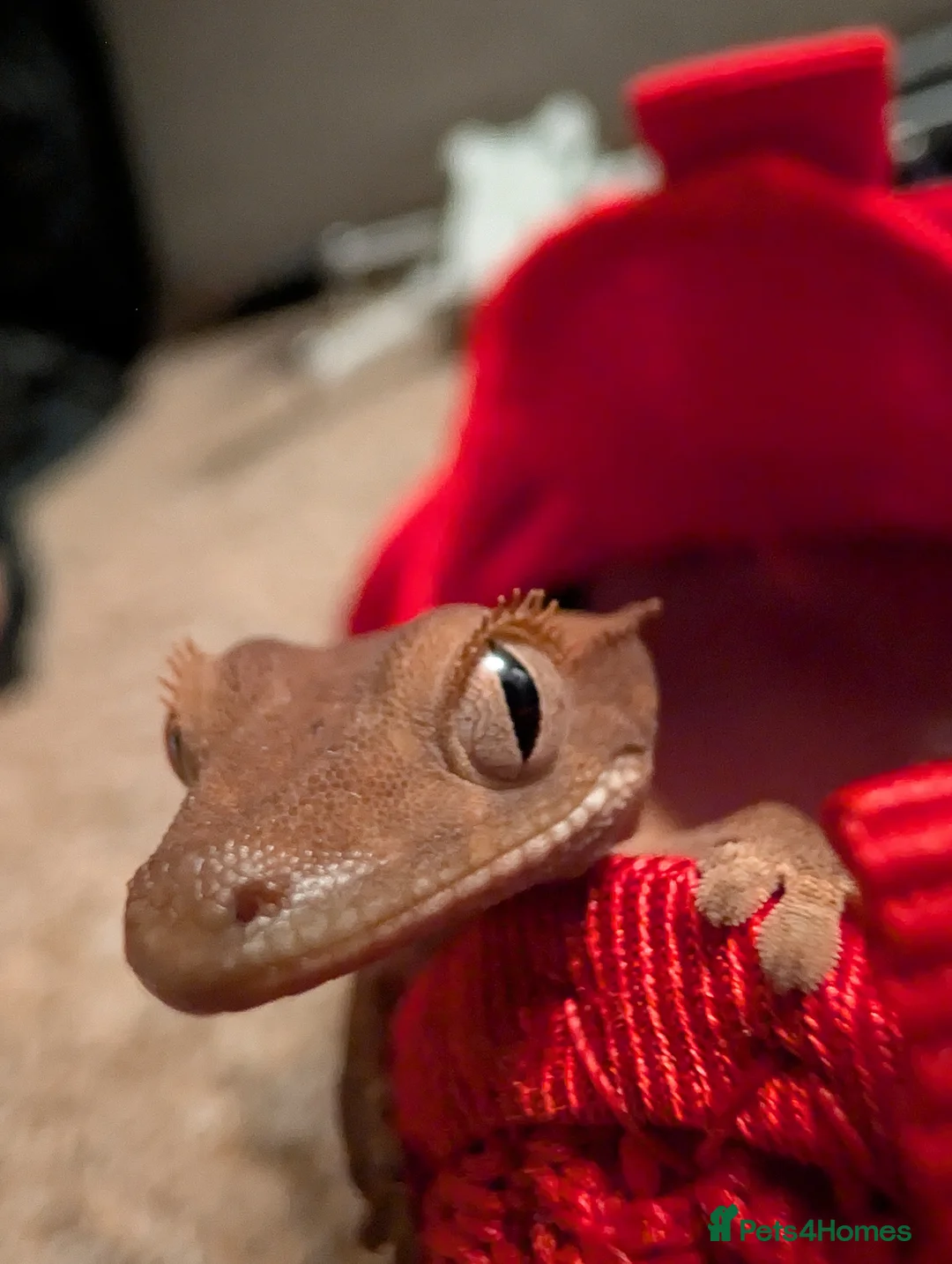 Gecko reptiles for sale: 5 Month old Crested gecko - Advert 1