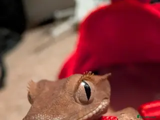 Gecko reptiles 5 Month old Crested gecko - Advert 1