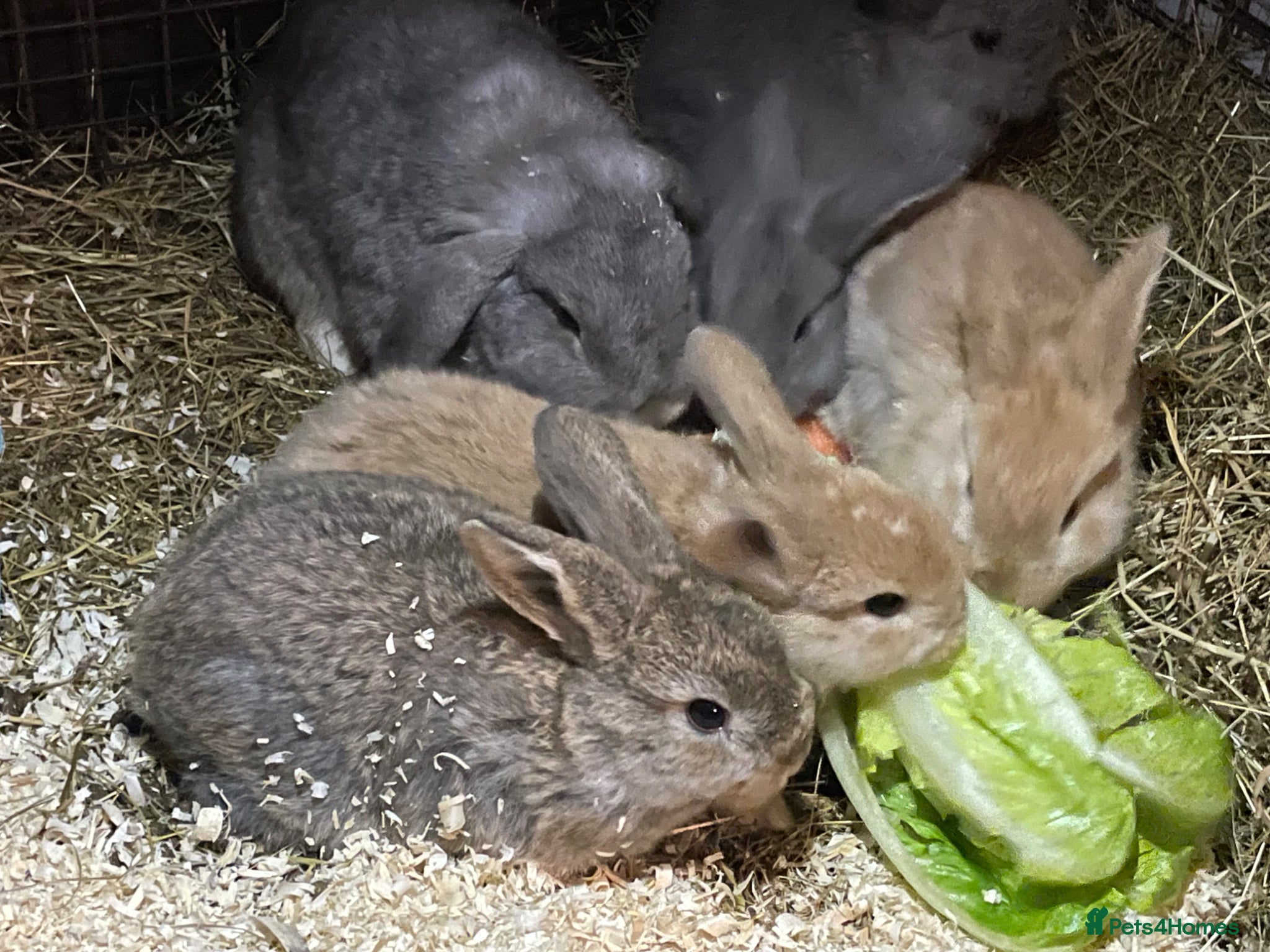 Mini Lop rabbits 6 Mini Lop bunnies for sale - Advert 16
