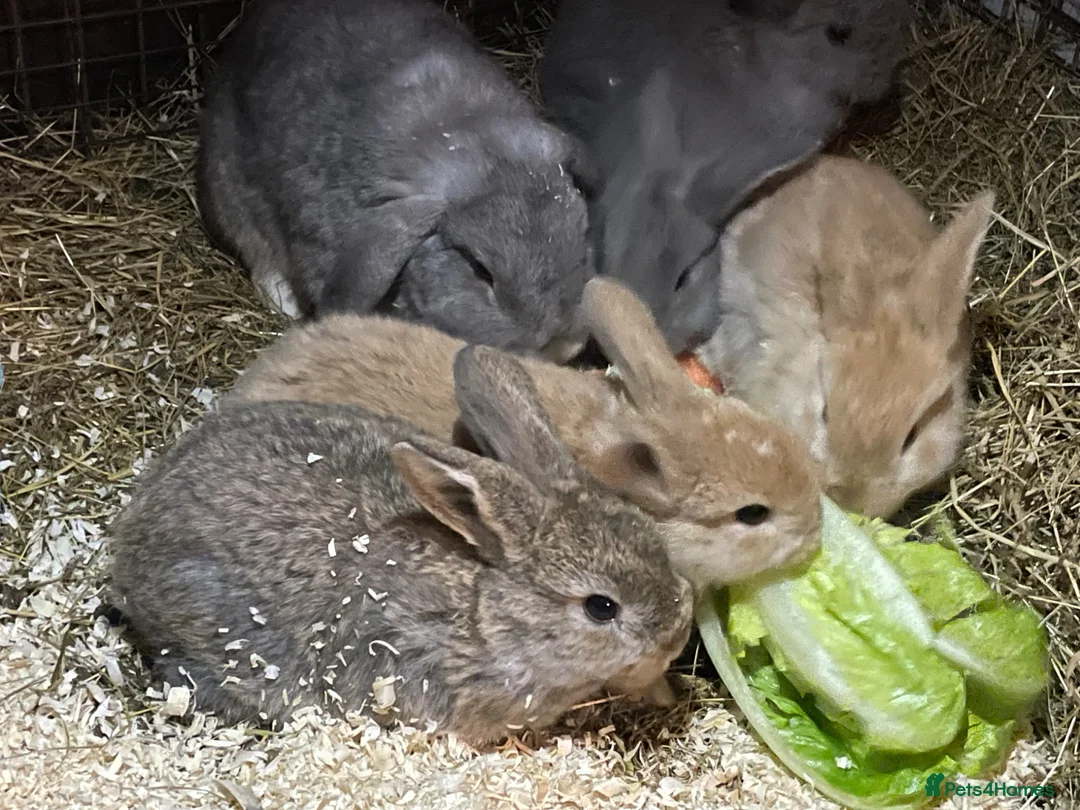 Mini Lop rabbits for sale: 6 Mini Lop bunnies for sale in Huddersfield - Advert 2