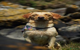 Labrador Retriever dogs for sale: 🐾 Adorable Labrador Puppies - Ready to Reserve 🐾 - Image 2