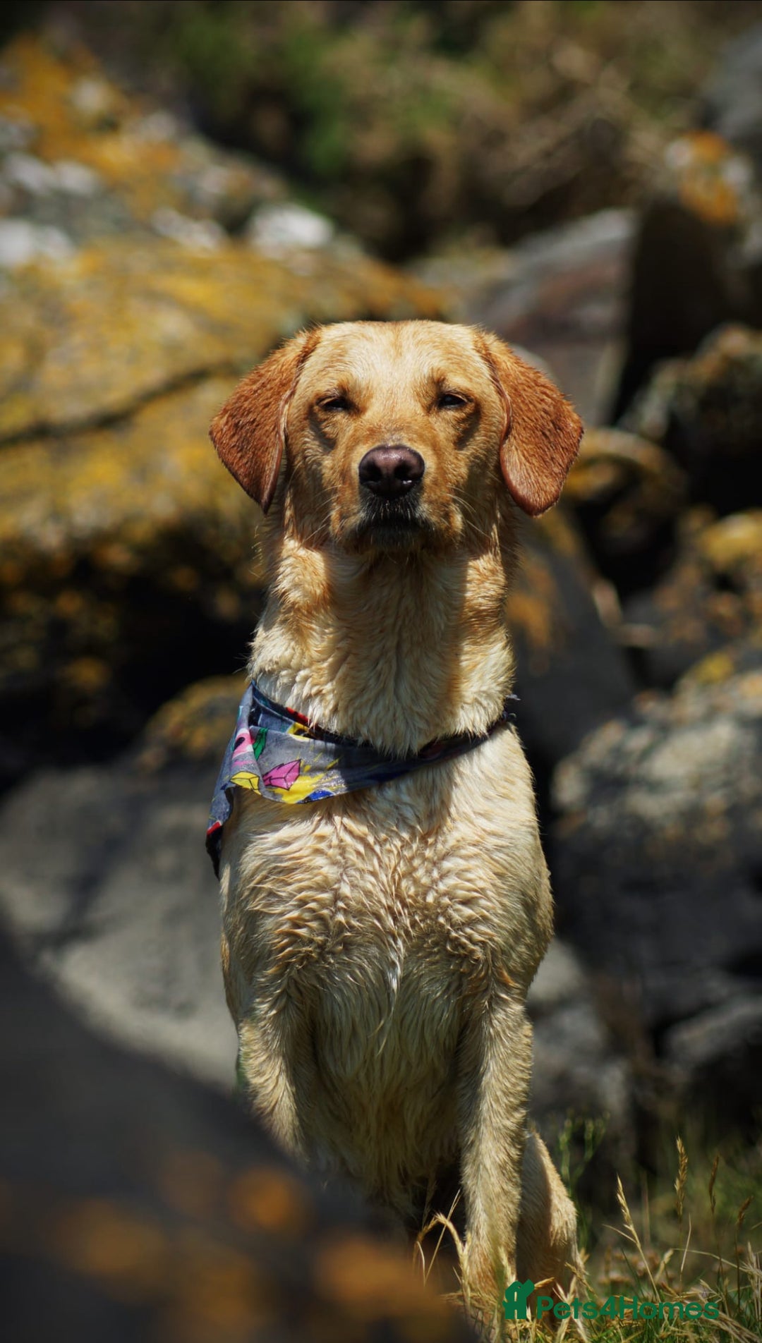 Labrador Retriever dogs for sale: 🐾 Adorable Labrador Puppies - Ready to Reserve 🐾 - Image 2