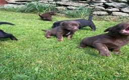 Borador dogs for sale: Lab x collie puppies  - Image 7