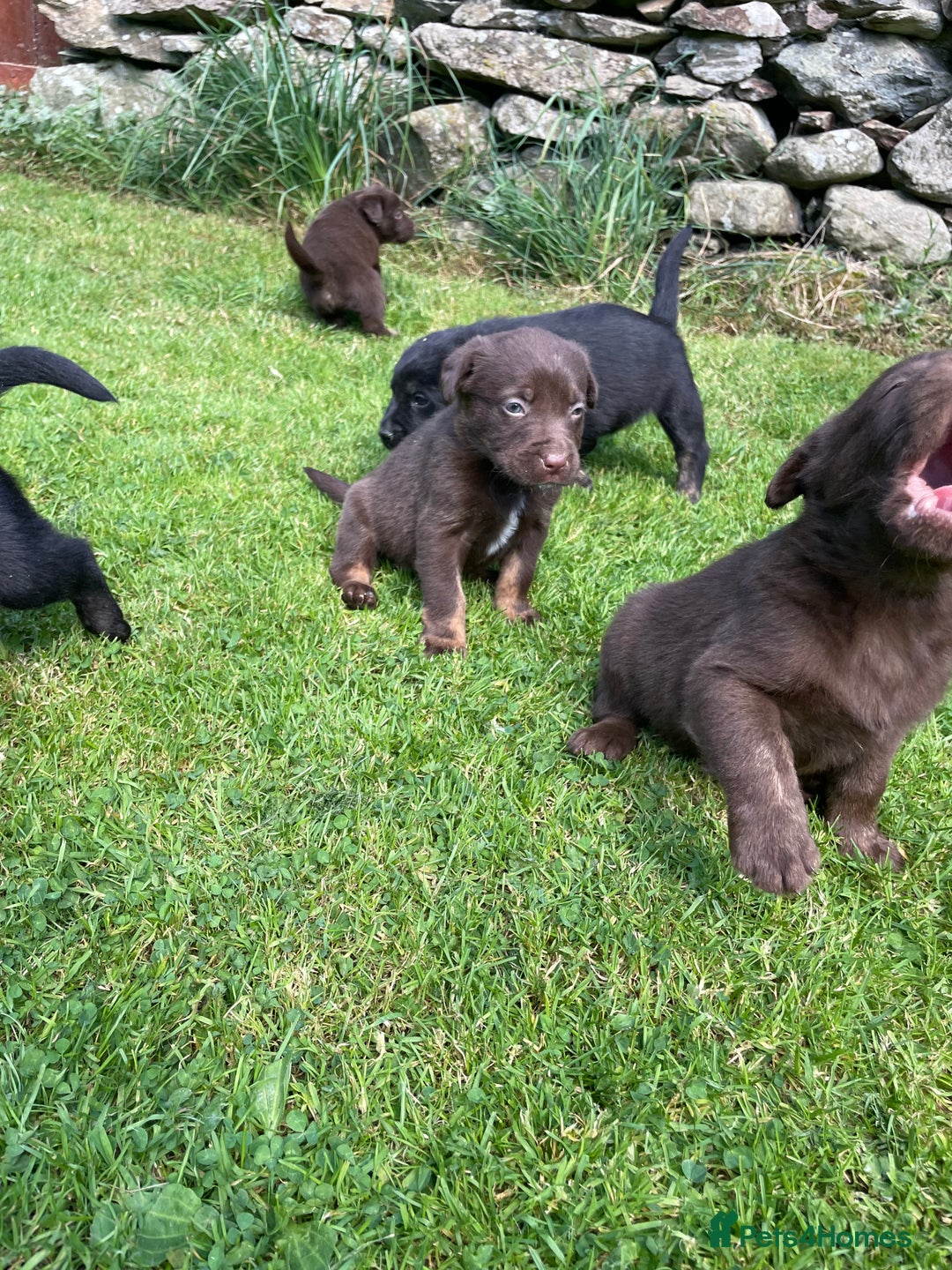 Borador dogs for sale: Lab x collie puppies  - Image 7