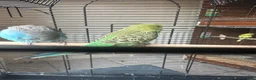Budgerigars birds for sale: Lovely baby budgies in Dagenham  - Advert 2