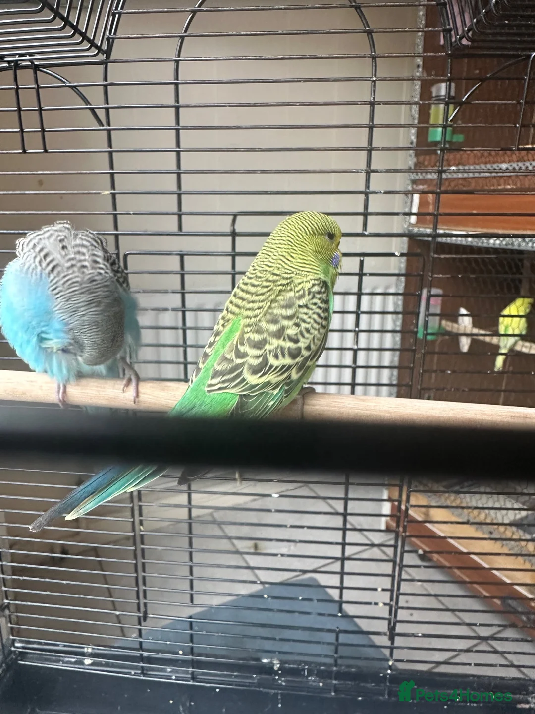 Budgerigars birds for sale: Lovely baby budgies in Dagenham  - Advert 2