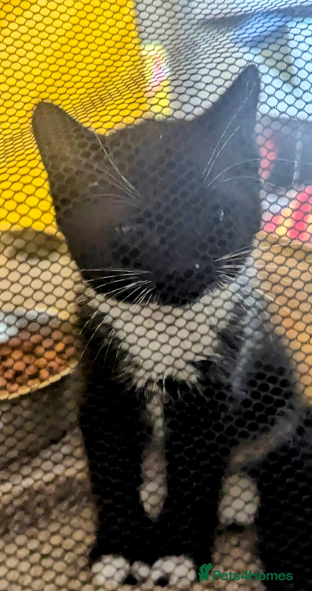 Domestic Shorthair cats for sale: Our last Girl, Playfull & loving, Well handled* - Image 14