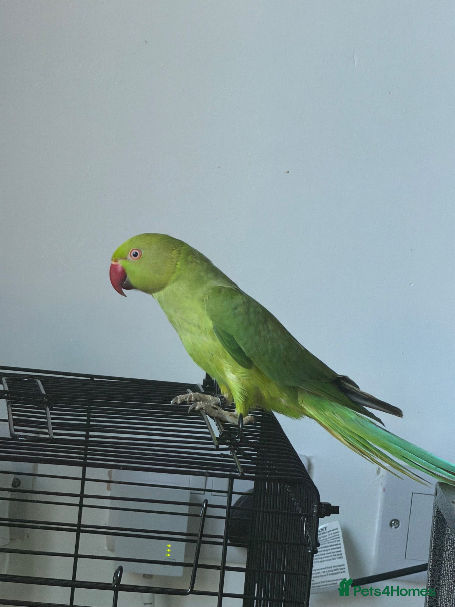 Cockatiels birds  conure &ringneck  - Advert 14