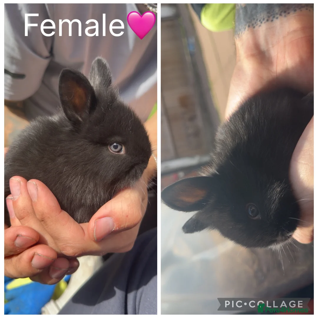 Lionhead rabbits for sale: 4 Beautiful Lionhead Rabbits - Advert 2
