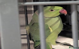 Parakeets birds for sale: Male ringneck parakeet & Female conure parakeet   - Image 3