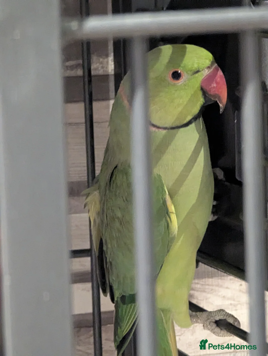 Parakeets birds for sale: Male ringneck parakeet & Female conure parakeet   - Advert 3