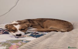 Mixed Breed dogs for sale: Roo - Lovely Small Dog - Image 12