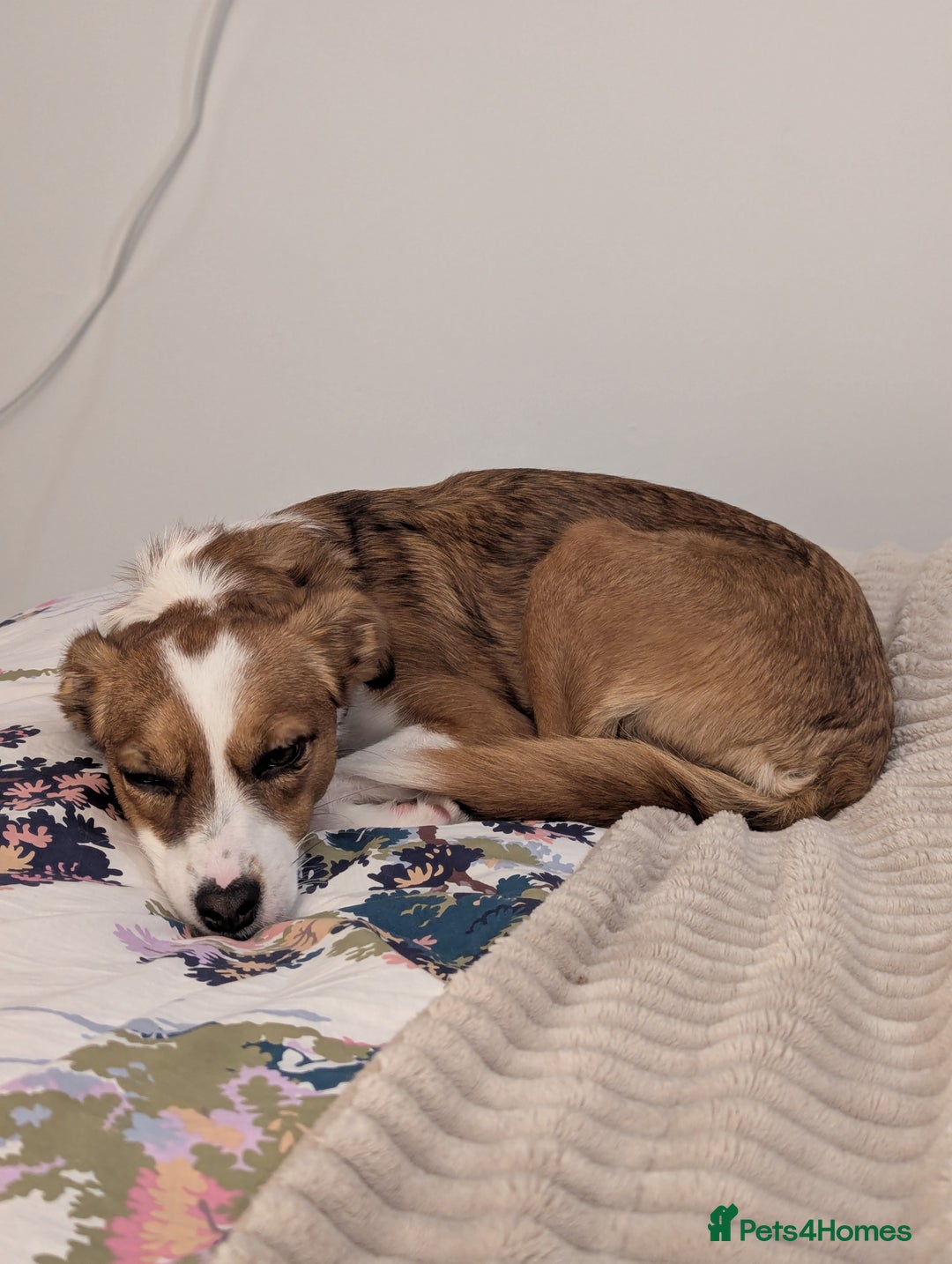 Mixed Breed dogs for sale: Roo - Lovely Small Dog - Image 12
