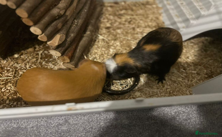 Guinea Pig rodents - Advert 4
