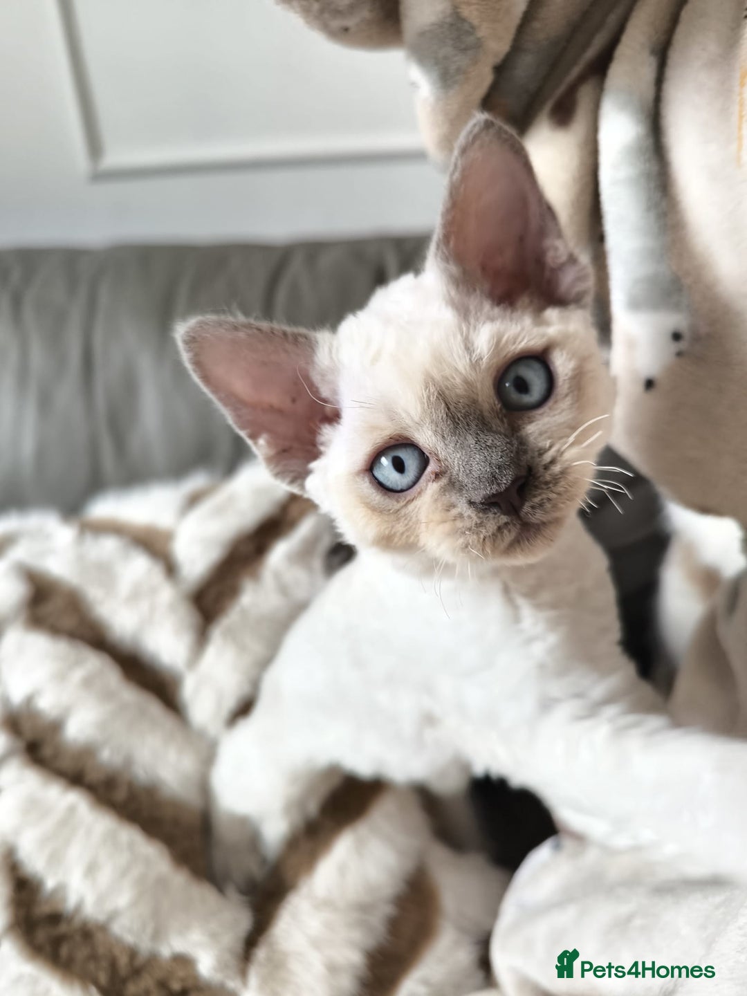 Devon Rex cats for sale: Blue Point Devon Rex Boy 💙 - Image 3