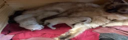 Ragdoll cats for sale: Male Ragdoll Kittens Ready Now - 2 Remaining  - Advert 19