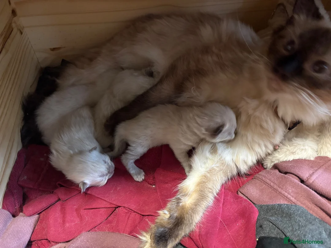 Ragdoll cats for sale: Male Ragdoll Kittens Ready Now - 2 Remaining  - Advert 19