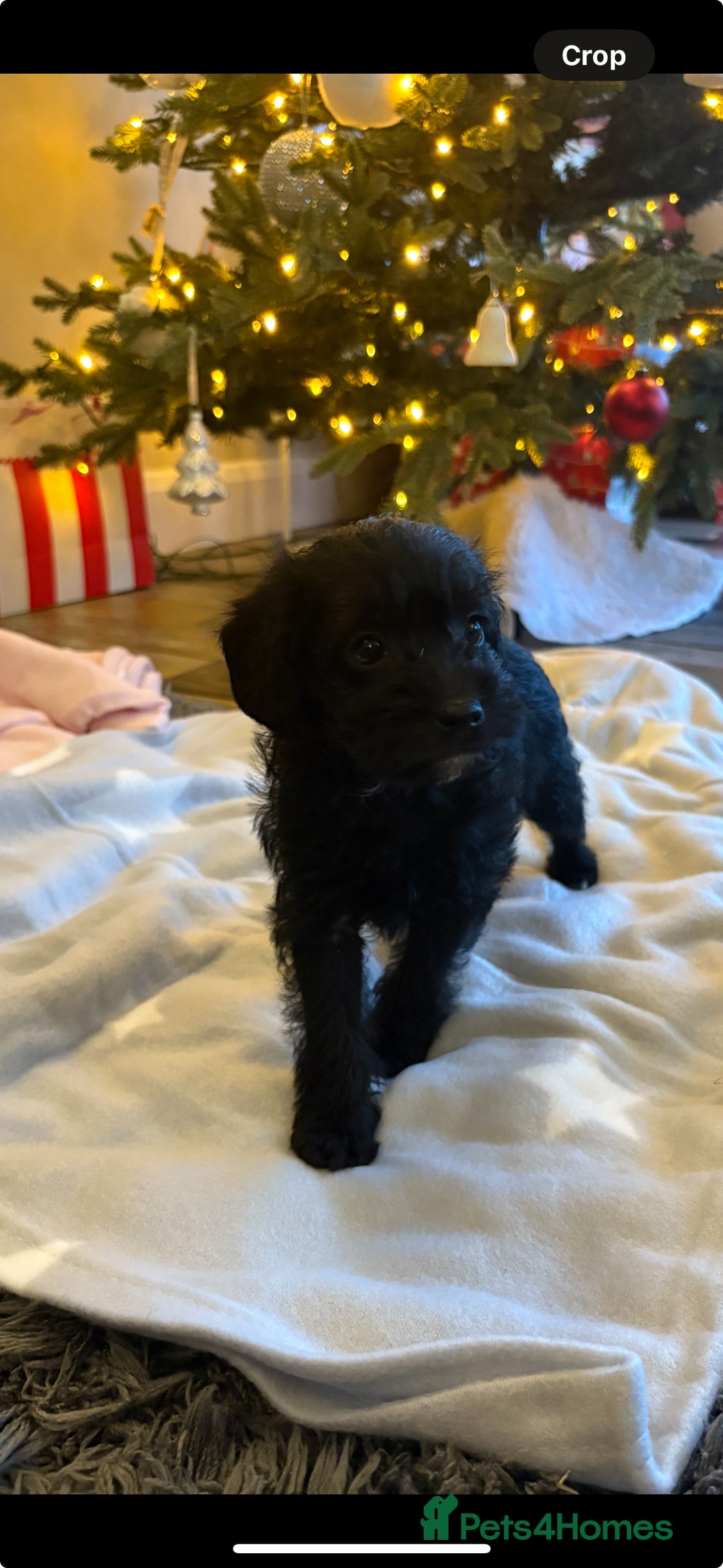 Mixed Breed dogs for sale: Border x poodle puppies - Advert 7