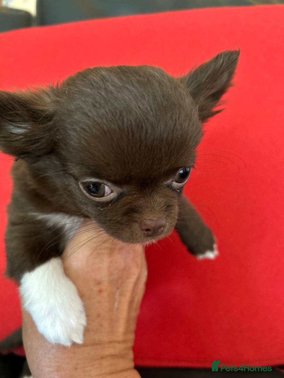 Chihuahua dogs for sale: Chihuaua 7 th generation KC registered  - Image 4